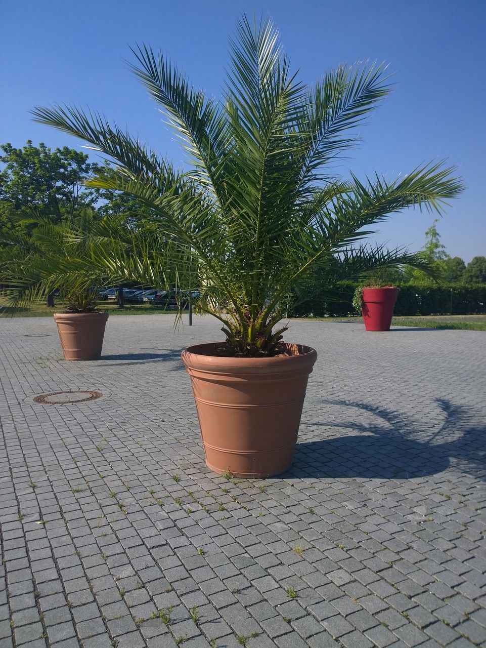 Palmier d'extérieur en pot