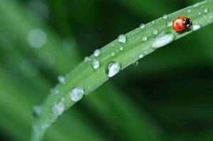 Eau de pluie - préservation de l’environnement